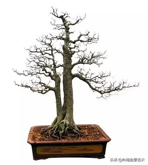 红牛盆景，牛气冲天！