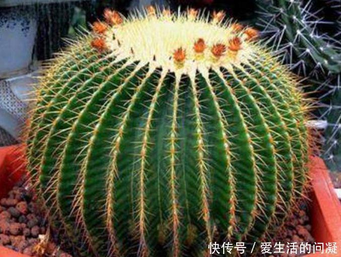 植物|4种花养家里,叶片终年都是绿色的,造型非常好看