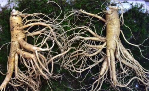  【人参娃娃】听老人们说“千年人参”会跑？为什么会跑？它们真