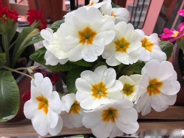  「小阳台」五颜六色的报春花，越剪越长个，晒晒太阳就开花