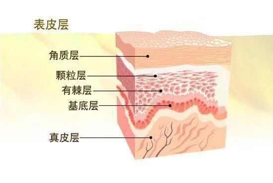  『皮肤』不同季节，不同类型的皮肤，其适用的护肤方法也是不同的