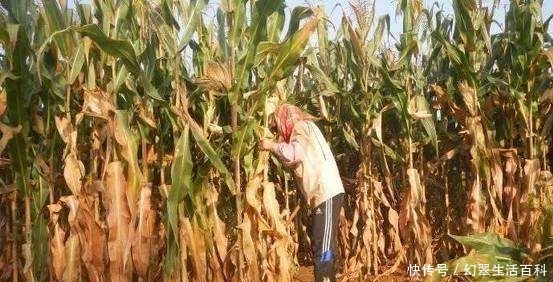  秸秆|农村户口要注意了，农村的这些方面做出了调整！需要了解一