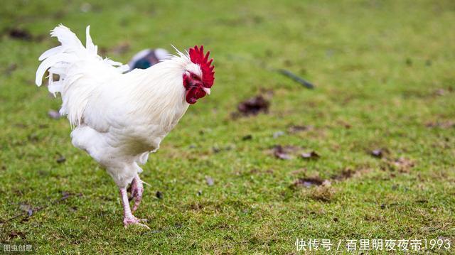  #农户#曾风靡一时的“包山头”养殖，现今杳无音讯，圈养放养却