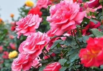  挂满@盆栽的月季，这样剪一刀、拉一下，花骨朵挂满枝，越养颜值越高
