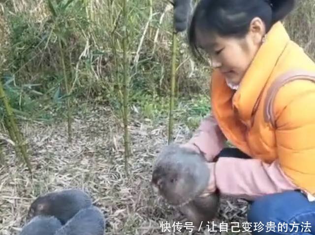 农村大学生竹林里放养的“它”，单只重五斤，可卖四五十一斤！