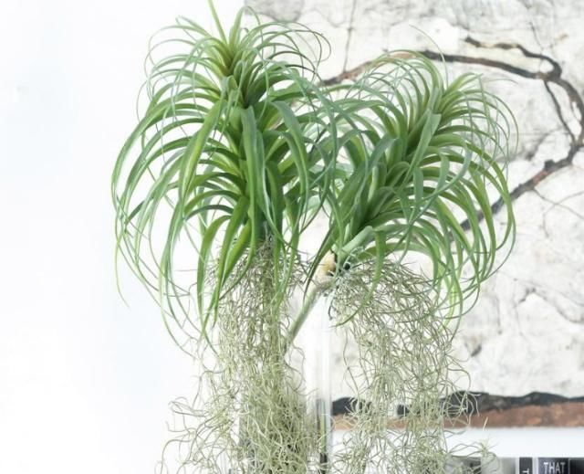  『看起来』养植物没信心？试试这“6种”，养护简单颜值高，很适合新手