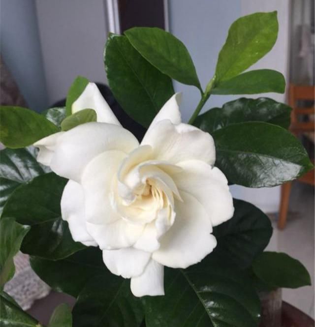  nbbe_2286新手学扦插,就选这几种花,捡根枝沾土就活,四季开花,次次爆盆