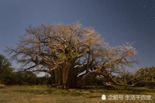  「中国」寿命5000年的非洲“生命之树”，可当房子住可取水喝，
