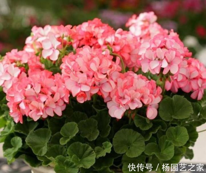  『疯长』阳台就养“3种花”，浇水就疯长，给点阳台就灿烂，阳台成花海！
