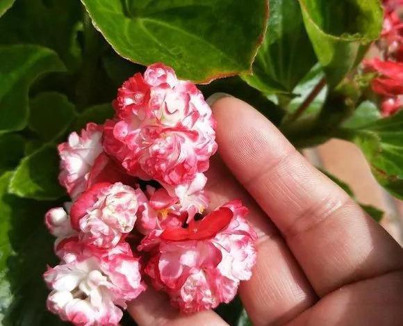  #漂亮#这4种花，一开花就停不下来，漂亮好养，是盆栽佳品！