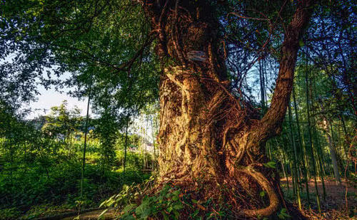 世界上最虚弱的树，肚子架钢筋身上挂吊瓶，拥有1500年高寿