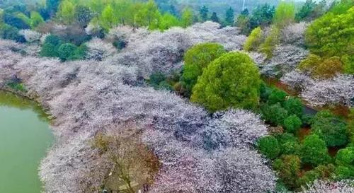 2019长沙最新旅游攻略，2019长沙最佳赏花时间表来了！