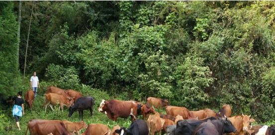  【明年】牛价上涨，肥牛15一斤，为何养殖户半喜半忧，直呼明年