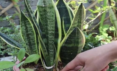  『虎皮』“豆腐渣”能养花，种植绿萝、虎皮兰的时候，埋花盆里，变肥料！