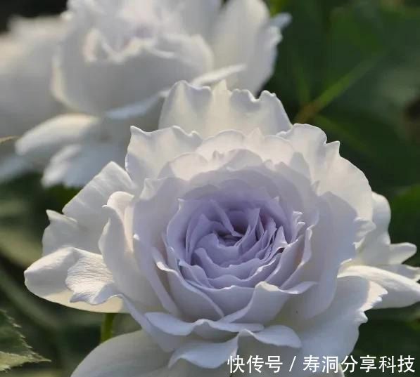 「品种」梦幻悠长,无法抗拒,月季的那抹蓝紫色美得清凉又高级!