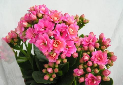  寓意■此花花期长，花色丰富多样，寓意美好吉祥，是理想的室内养护花卉