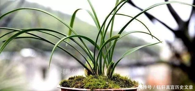  「深盆」野生兰花的根都不深，可为什么种植都用深盆这么说就明白了