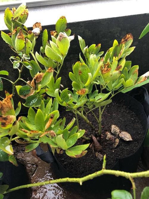  #解决#芍药常见4种病害，及其具体表现，解决病害小妙招，值得学学