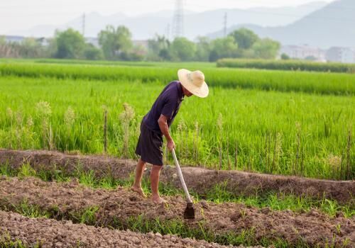 2019年的粮食补贴还有吗？如果有土地流转后的补贴到底该归谁？