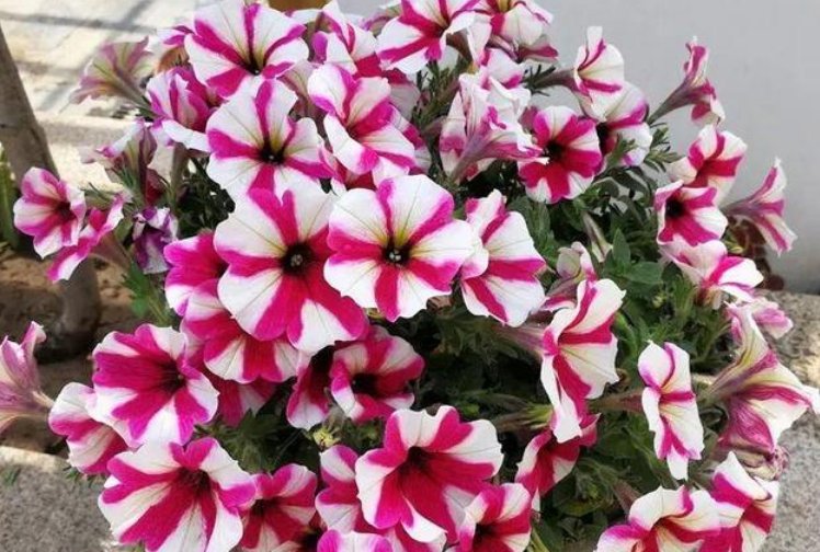『随便』4种花好养又漂亮,随便养都爆盆,花期长花量大,满屋飘香!