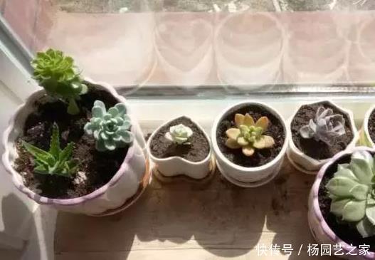 『适合』适合懒人养的4种花,阳台盆栽上几盆,养出爆盆,轻松变花海