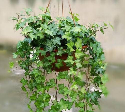  「家里」这些高档植物，放在家里，提高家的味道！