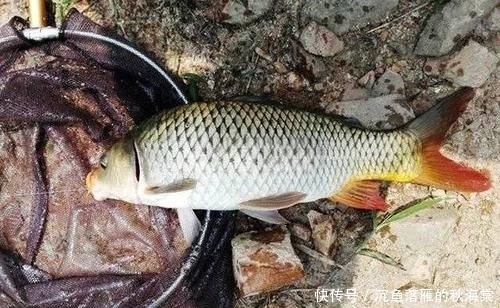 『效果显著』没想到紫菜也能用来野钓鲤鱼,且效果显著