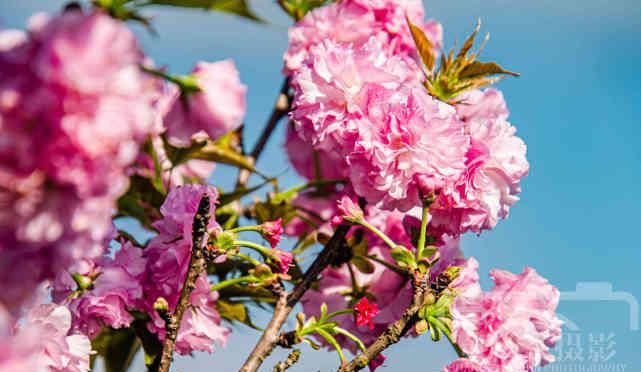  『樱花』遇见樱花盛开的美丽，春天里娇艳迷人的花朵
