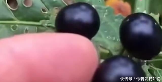  「作用」农村这种随处可见的野草，没想到作用非常大，看到可别