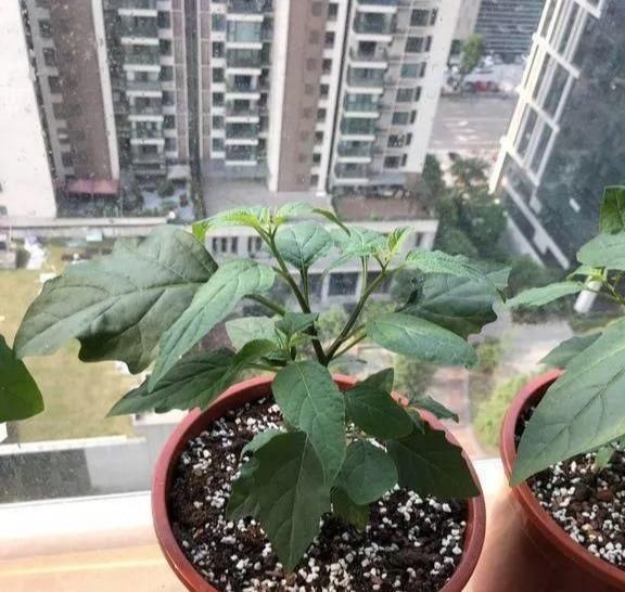  接受：这3个位置别摆花，不然小心干枯黄叶，不开花！