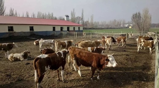  「保护区」下个月，村干部领取新任务，强拆4种养殖场，涉及村村