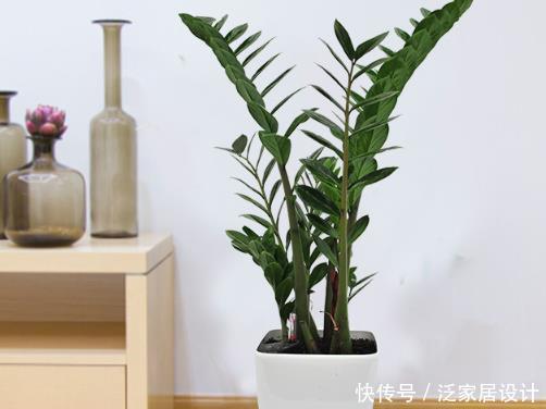 【寓意】室内养这4种“吉祥花”,寓意招财旺运,客厅摆一盆,全家都欢喜
