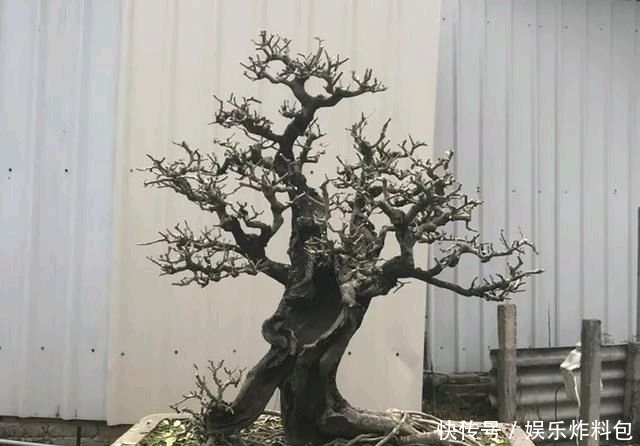 『朱立明』欣赏朱立明的盆景,学会体贴!