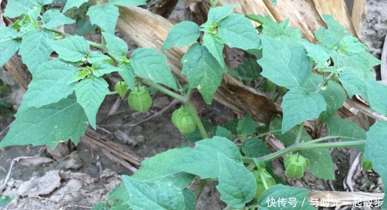 农村此野草，叶下挂满“灯笼”，是天然的“牙疼药”，遇到要珍惜