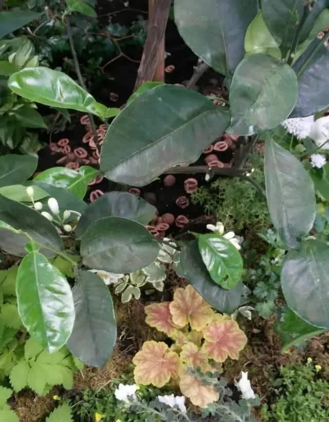  「养花」等我们年纪大了，回乡下，开辟院子，种菜养花