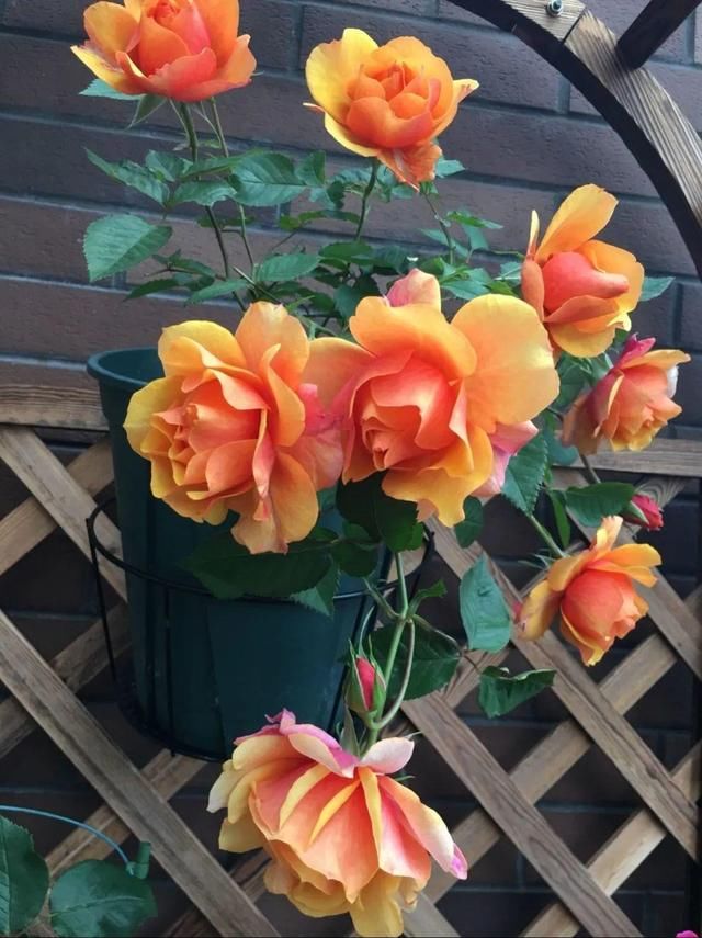 「球老师爱吃薄荷冰淇」封闭阳台养花,防盗窗有大用,1平米也能变花园!