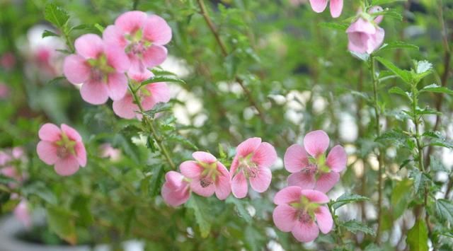  『植物』木槿树“嫁接”这么做,一树多色,满树繁华!