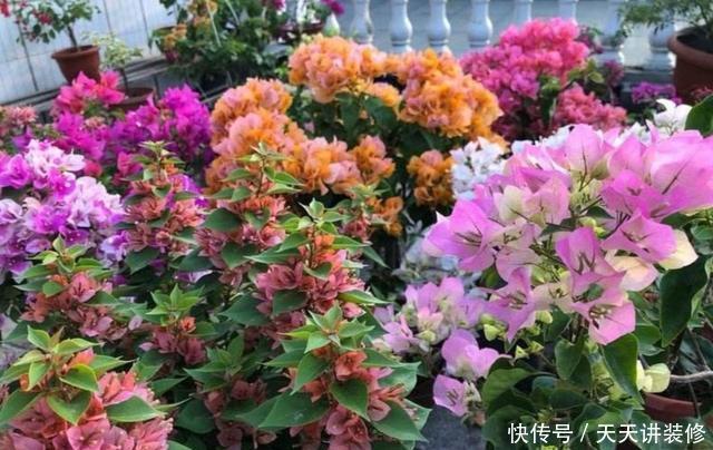 阳光|家里养4种花,不能缺少阳光,光照越充足开花越多,花色更鲜艳