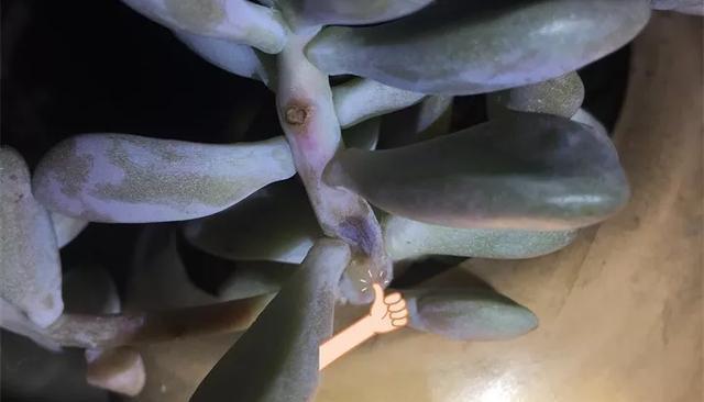 「图片作者」黑腐病,多肉界的癌症,早期可治疗,中期得截肢,晚期说拜拜