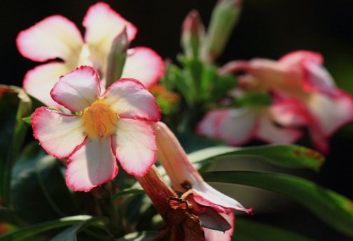  小巧■这5款花最耐旱，花叶俱美，粉嫩小花挂枝头，小巧烂漫又惹人爱