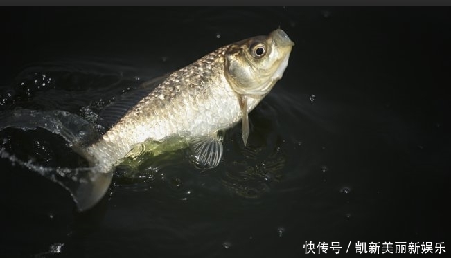 「信号」野钓发现3种信号,说明“大家伙”来了,万万不要胡乱提竿!