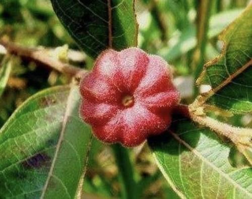  「果子」在阴湿的山沟里，有1种野果像“南瓜”，果子比山莓鲜艳，珍贵！