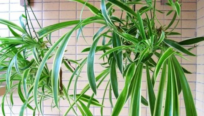  「花盆」这3种花爱吃土，长久不换花盆里面全是粗壮根系，分分钟饿死