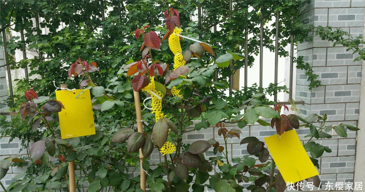 飞贼:月季遇飞贼:先备“黄金甲”,再挂“黄金贴”,DIY防虫工具!