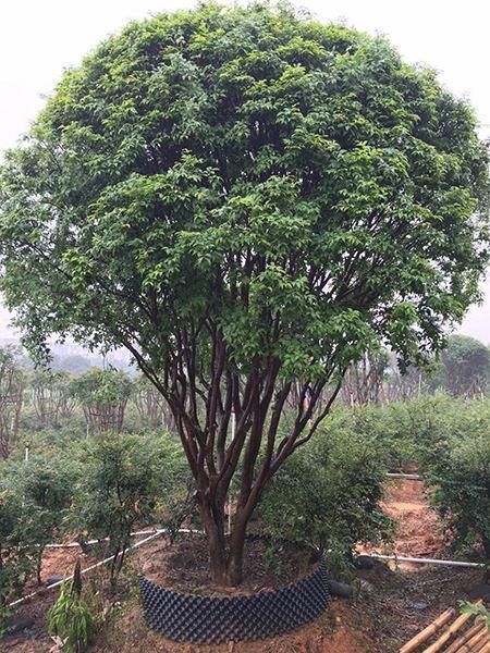  粮食：近年来，农村兴起“种树热”现象，土地不种粮食种树，这