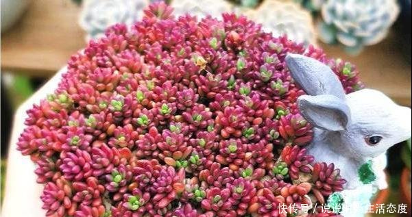 『像太阳花』多肉紫米粒,繁殖最容易,一粒变一群,3个月溢出盆