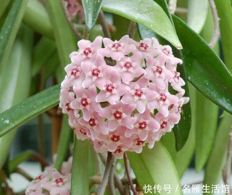  『扦插』现在“种下”5种花，只需1片叶子，秋冬开满阳台，开花一茬接一茬