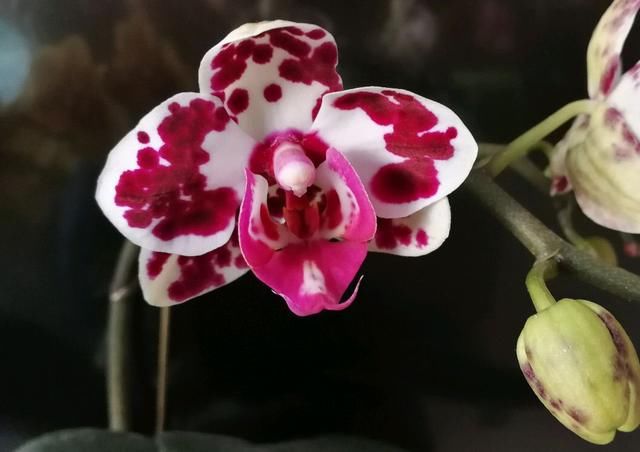  「学到」蝴蝶兰花箭长大需要造型，蝴蝶兰花箭塑形防倒伏技巧，学到了