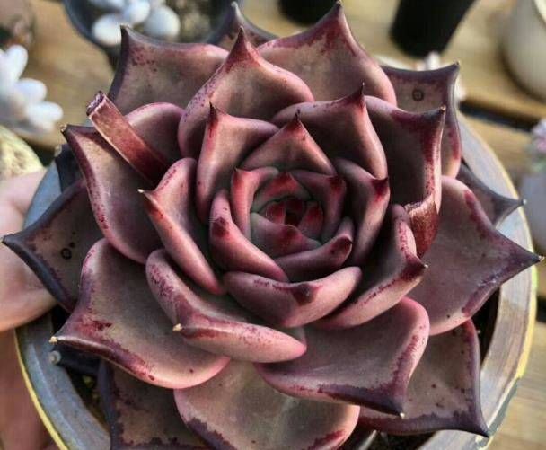  「谈谈」多肉植物叶插全记录, 谈谈我的十二卷养护经验
