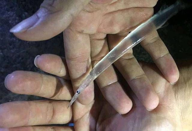  前几次@野钓加小药到底有没有用？前几次加了空军，昨晚没加却上鱼了